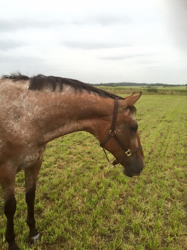 Knabstrupper Altena Vejlø billede 15