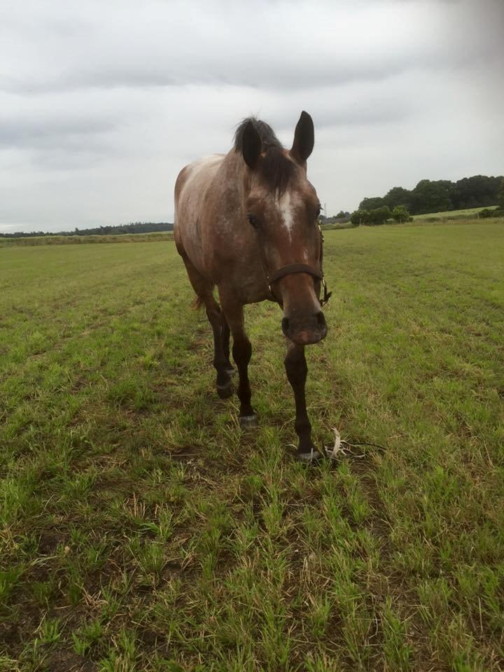 Knabstrupper Altena Vejlø billede 14