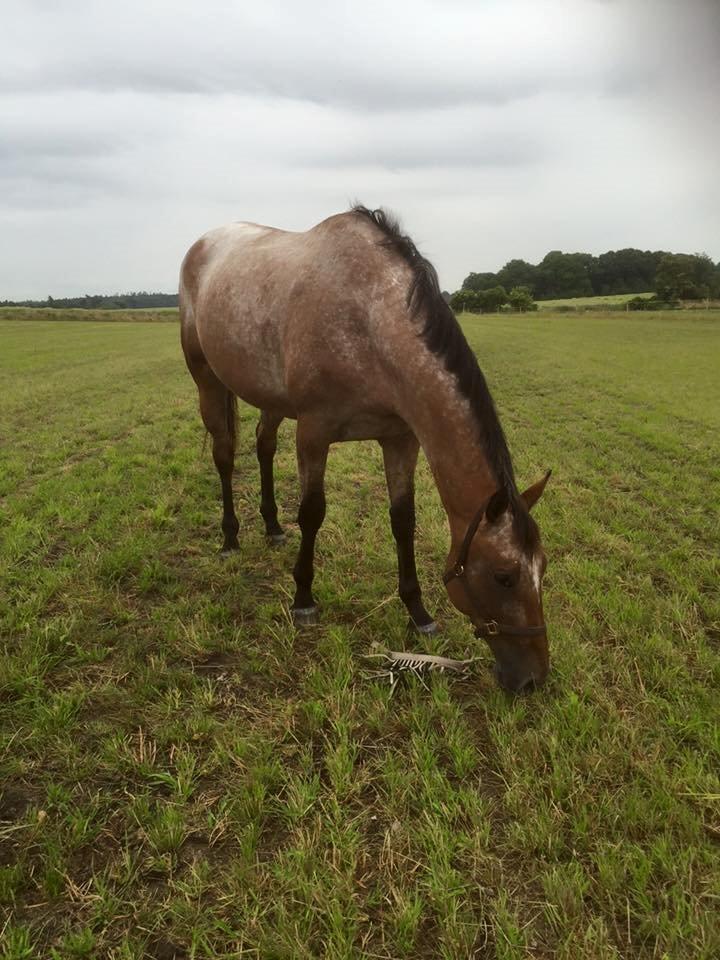 Knabstrupper Altena Vejlø billede 13