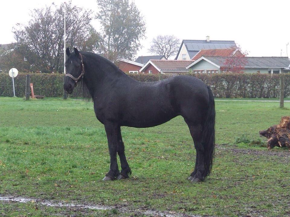 Frieser Nijnke Fan Ropta 1 pr. STER PREF! billede 4