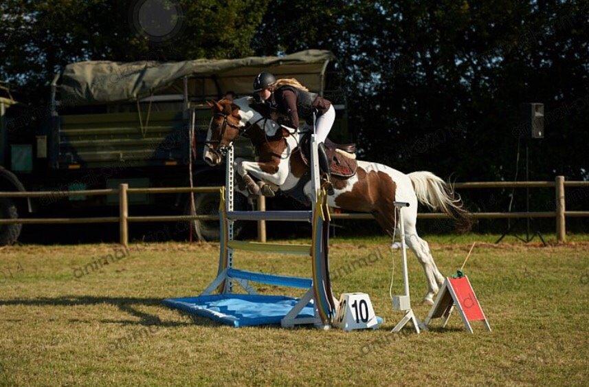 Hollandsk Sportspony Monique (For sale) billede 1