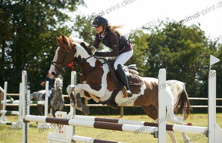 Hollandsk Sportspony Monique (For sale) billede 11