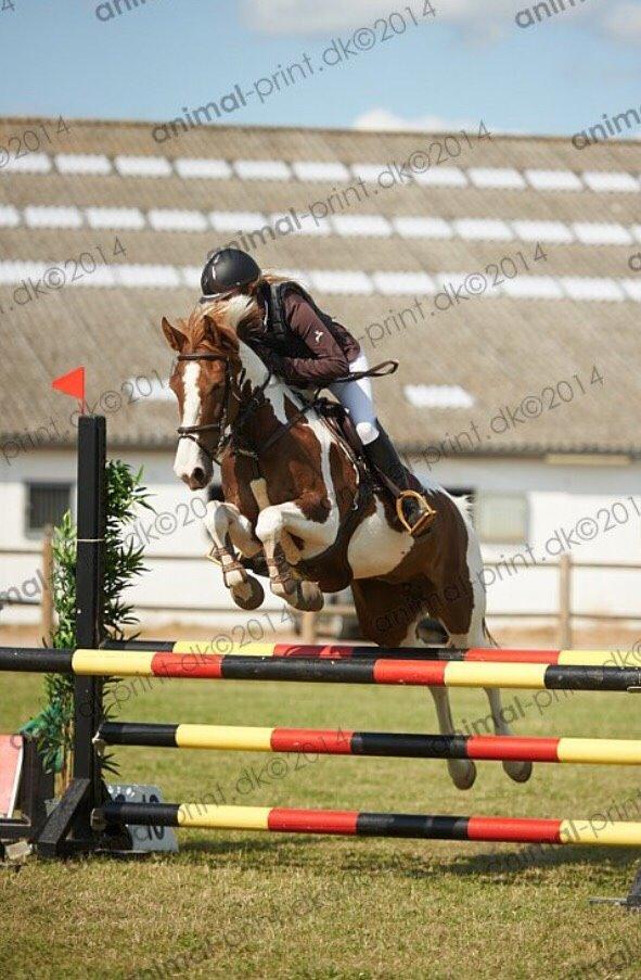 Hollandsk Sportspony Monique (For sale) billede 12