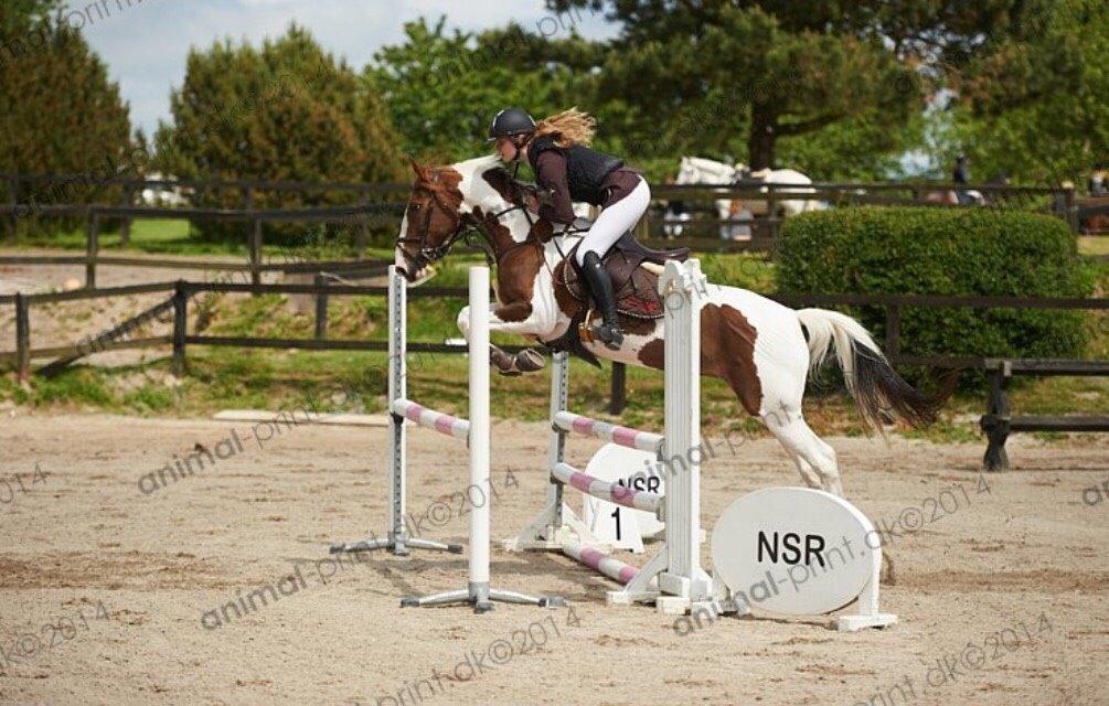 Hollandsk Sportspony Monique (For sale) billede 17