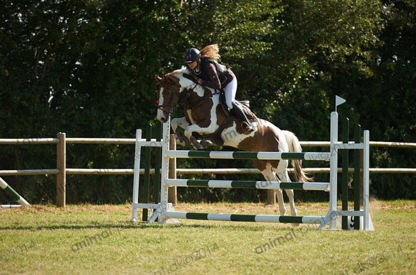 Hollandsk Sportspony Monique (For sale) billede 20