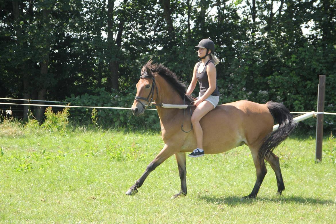 Dansk Varmblod Pyrussander - Juli 2015 billede 18