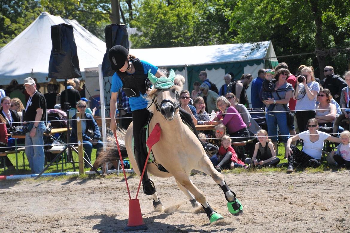 Fjordhest Oblings Milan - roskilde dyrskue 2015 billede 9