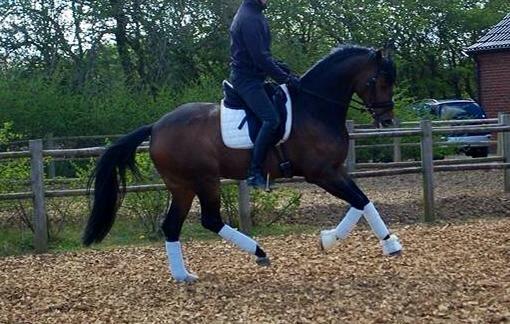 Dansk Varmblod Grandalgårds moon dancer billede 2