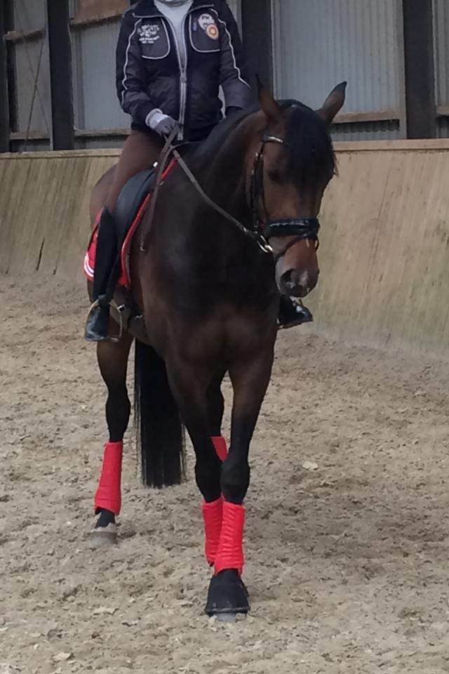 Dansk Varmblod Grandalgårds moon dancer billede 7