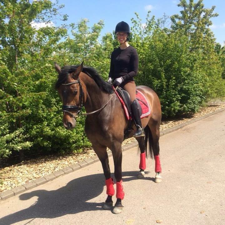 Dansk Varmblod Grandalgårds moon dancer billede 10