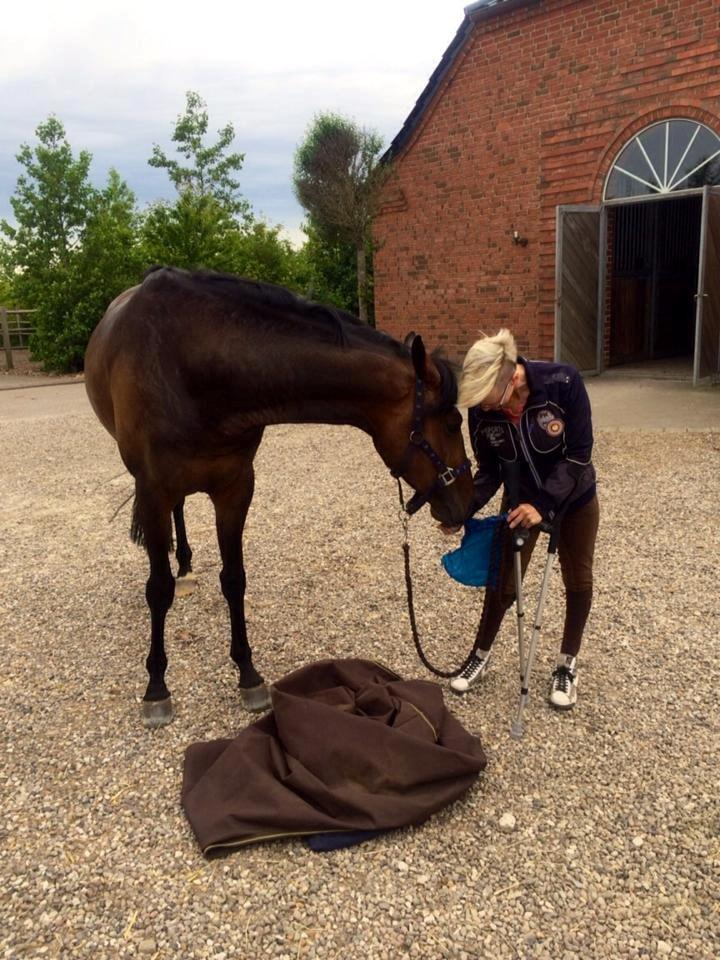 Dansk Varmblod Grandalgårds moon dancer billede 11