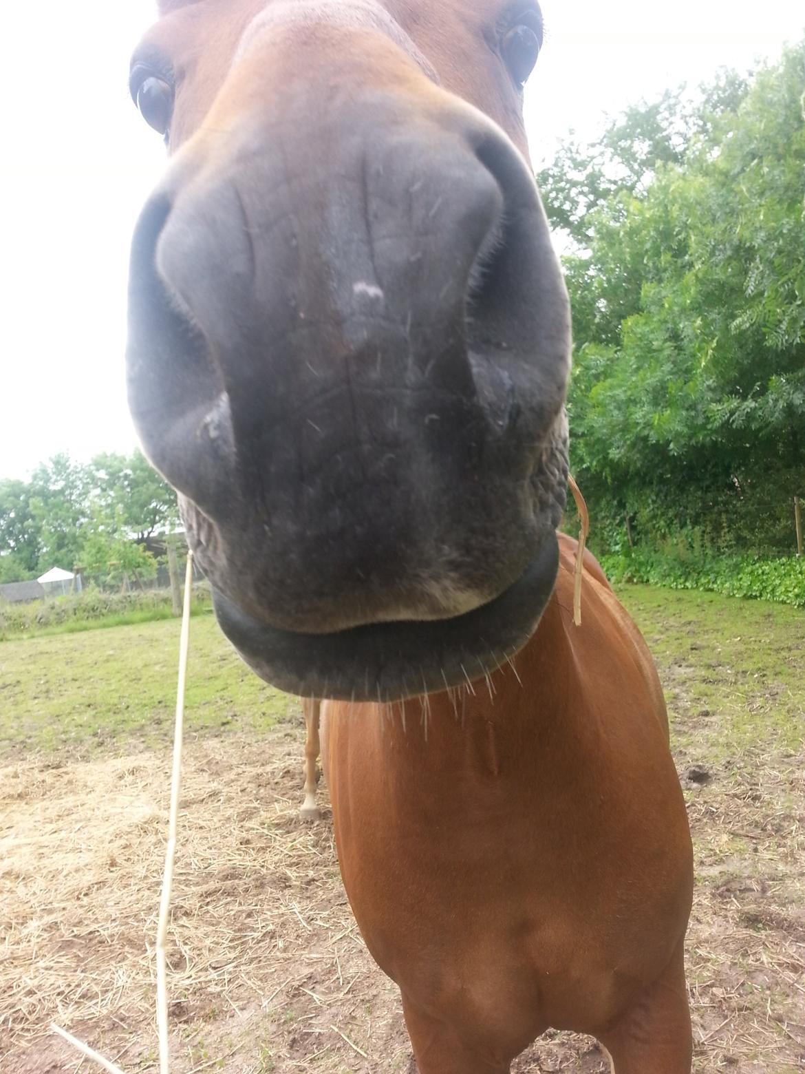 New Forest Elmholts Tudor Style (tidl. hest) billede 5