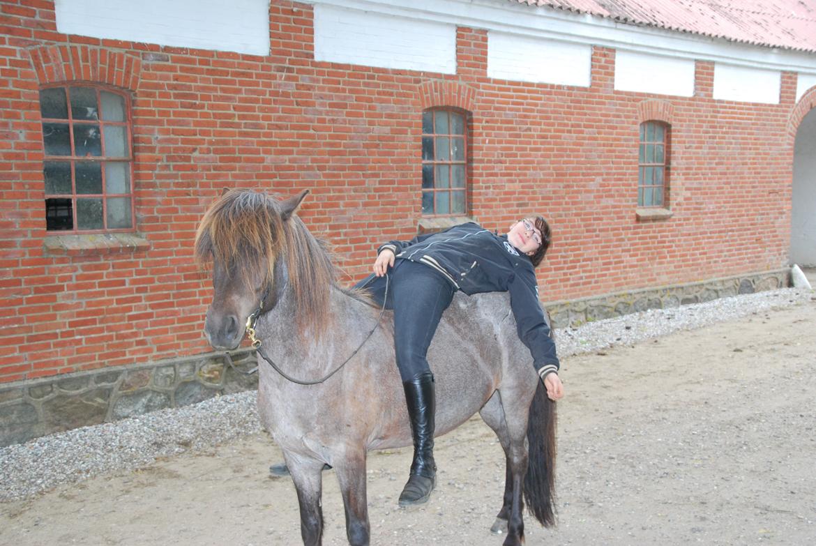 Islænder LITFARI BLÅBJERG billede 12