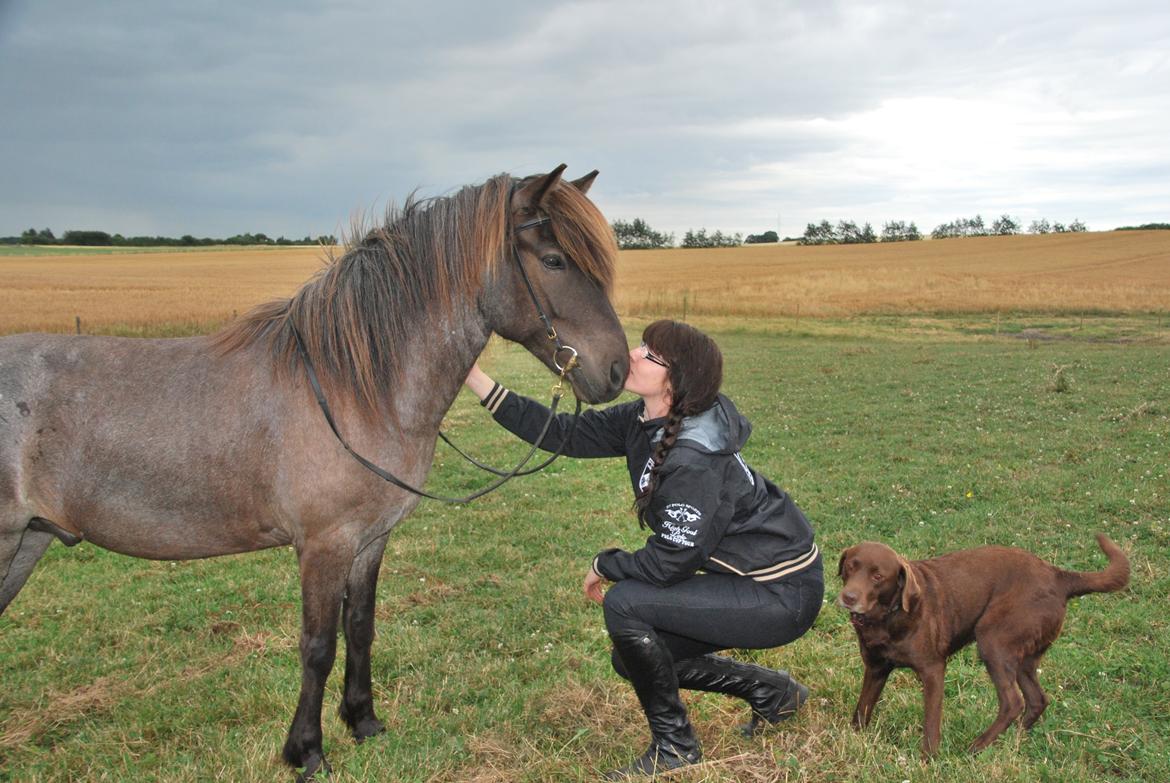 Islænder LITFARI BLÅBJERG billede 10