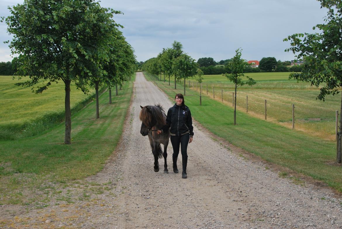 Islænder LITFARI BLÅBJERG billede 15