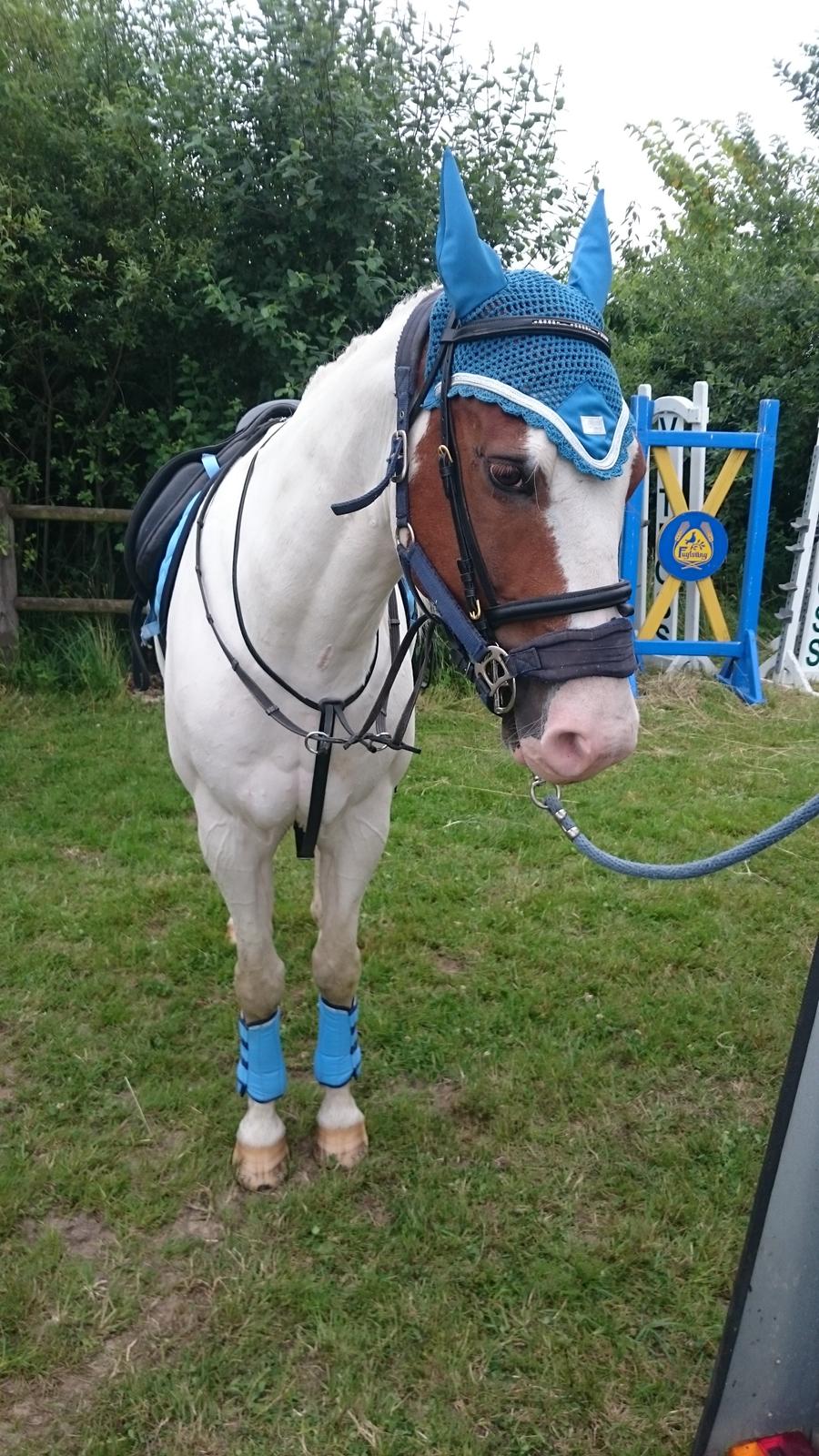 Anden særlig race Tantoos Comander (Kato) billede 8