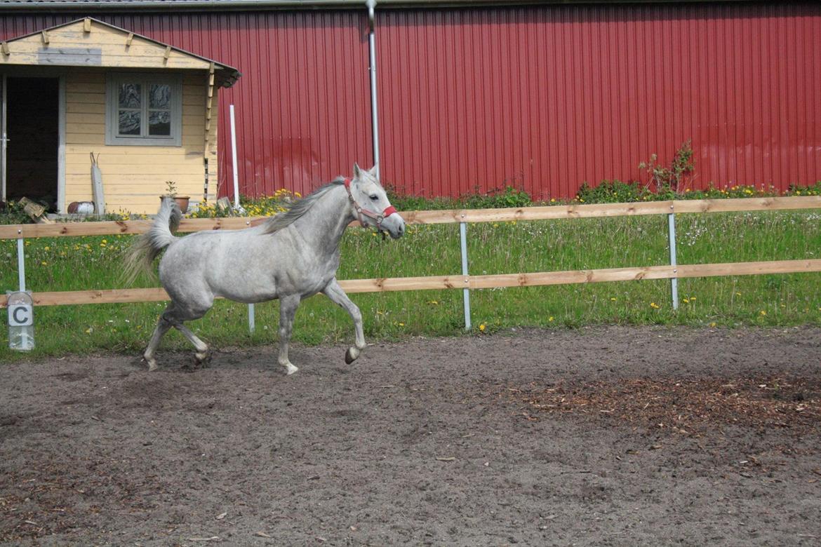 Arabisk fuldblod (OX) Cassie ox billede 23