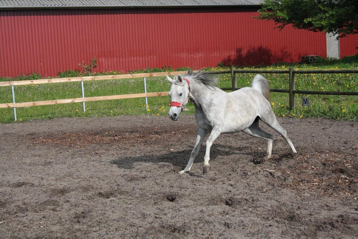 Arabisk fuldblod (OX) Cassie ox billede 25