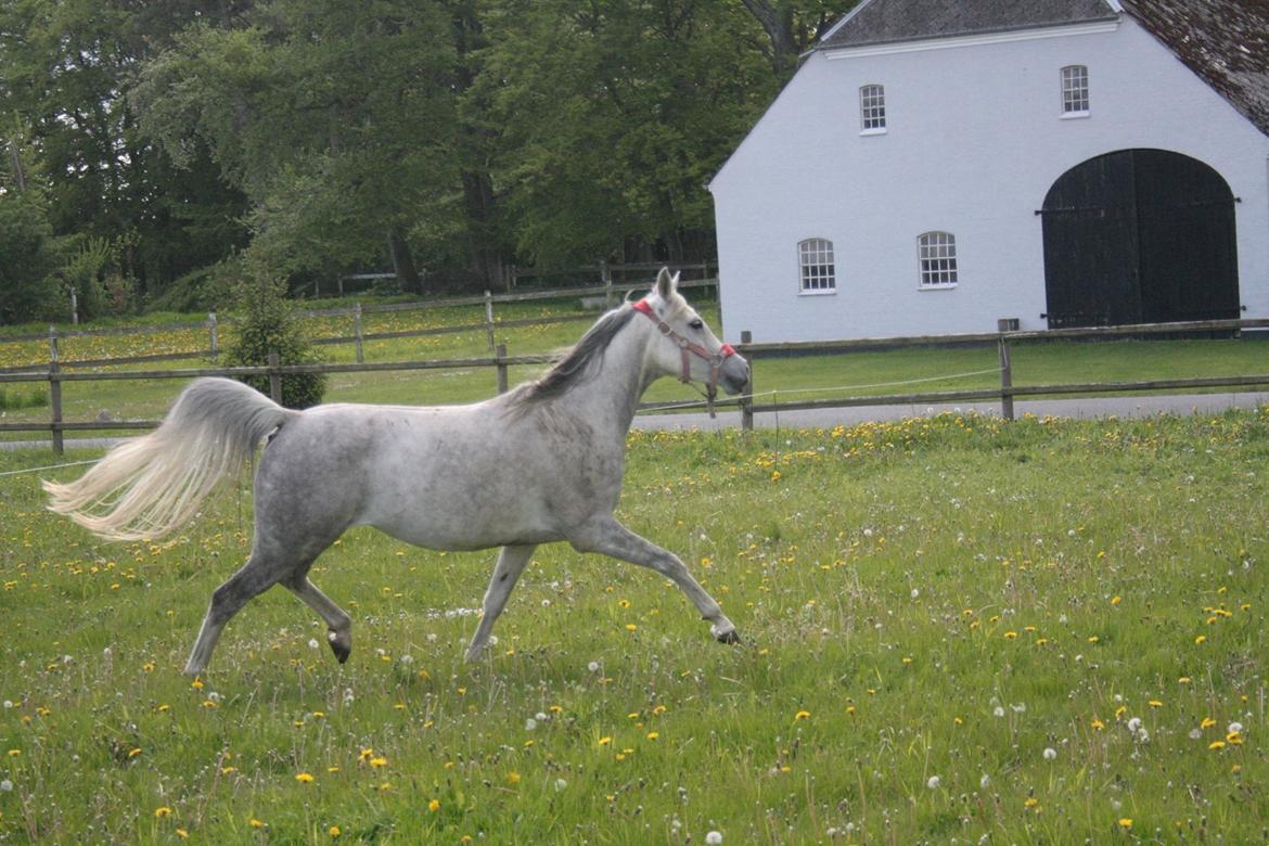 Arabisk fuldblod (OX) Cassie ox billede 26