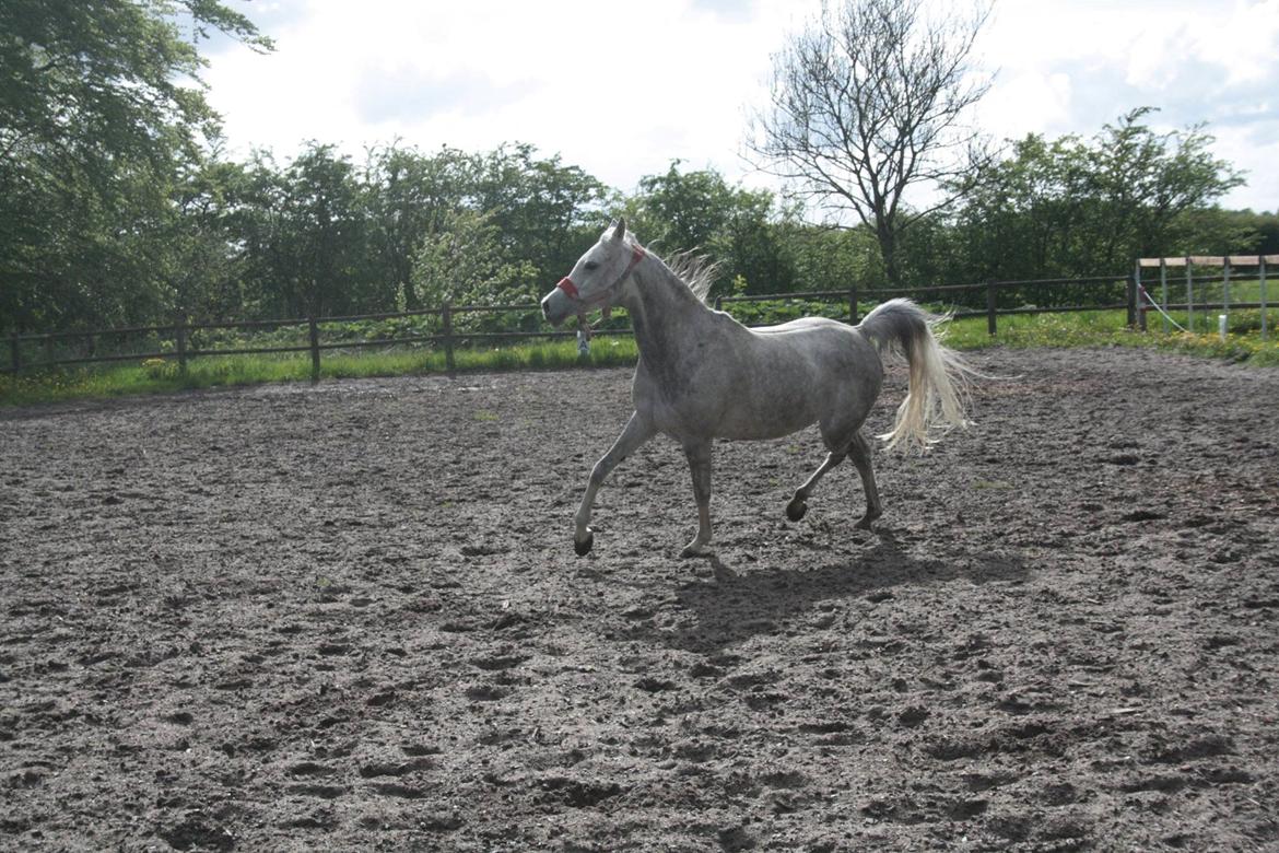 Arabisk fuldblod (OX) Cassie ox billede 27