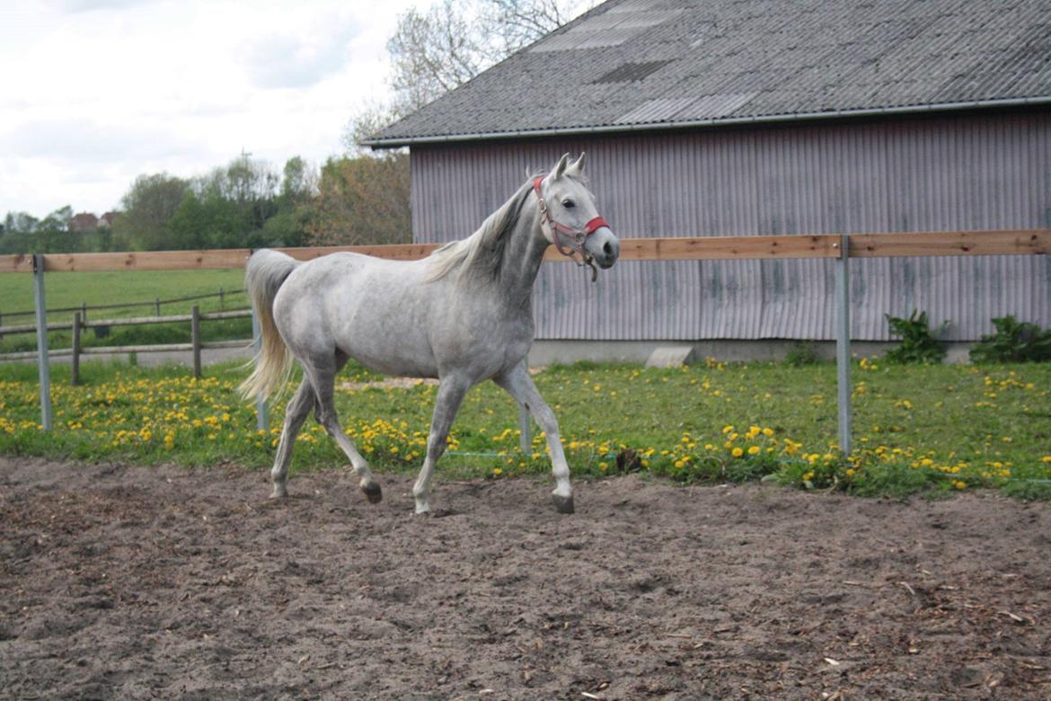 Arabisk fuldblod (OX) Cassie ox billede 24