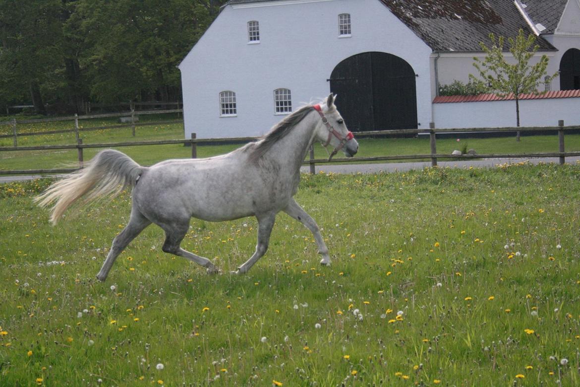 Arabisk fuldblod (OX) Cassie ox billede 1