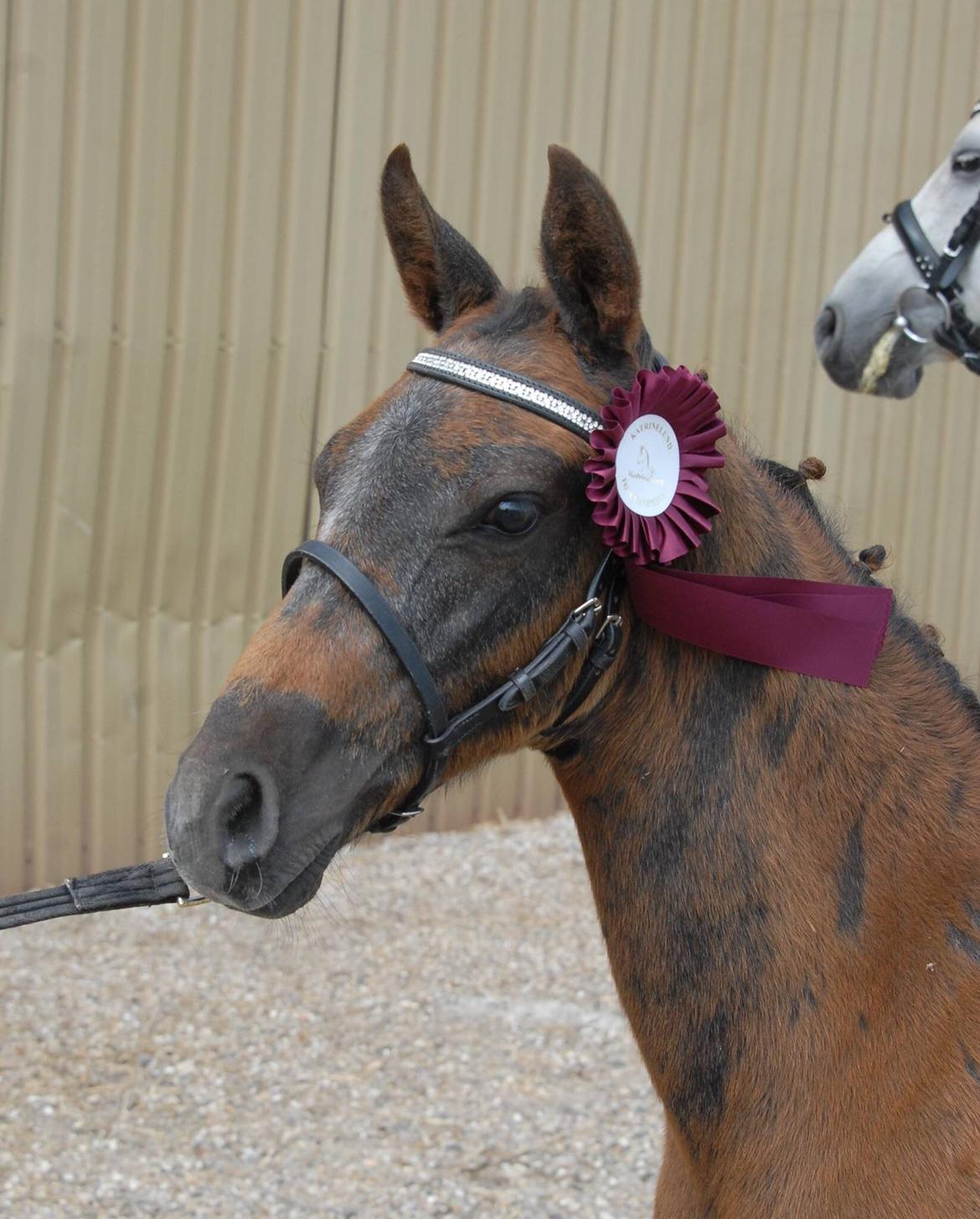 DSP SØGAARDS MR. GREY MOON billede 13