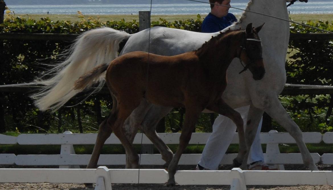 DSP SØGAARDS MR. GREY MOON billede 15