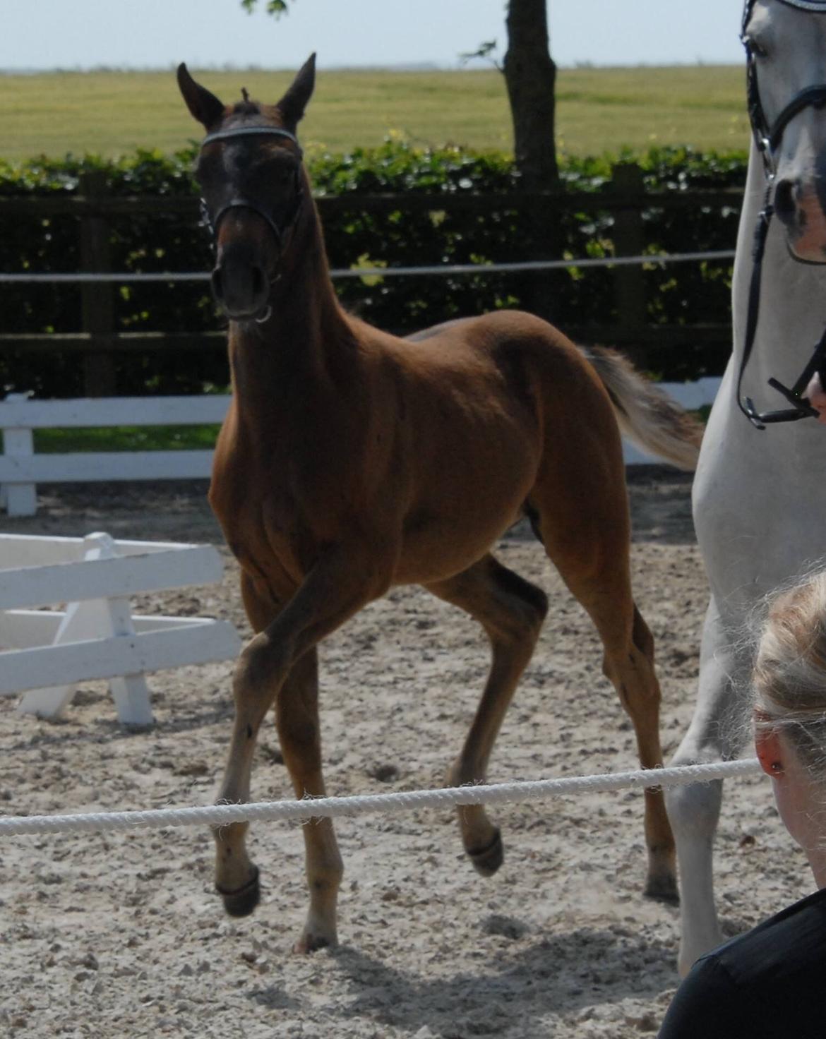 DSP SØGAARDS MR. GREY MOON billede 14