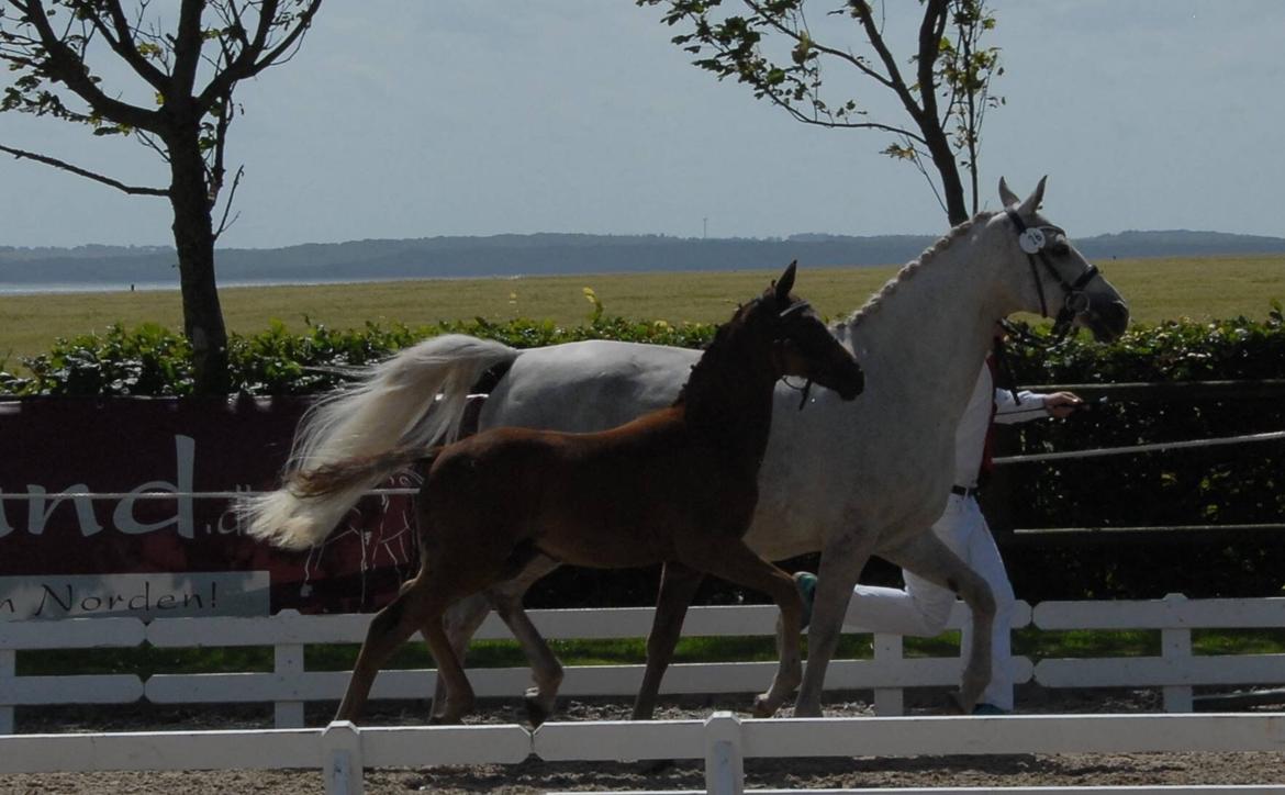 DSP SØGAARDS MR. GREY MOON billede 16