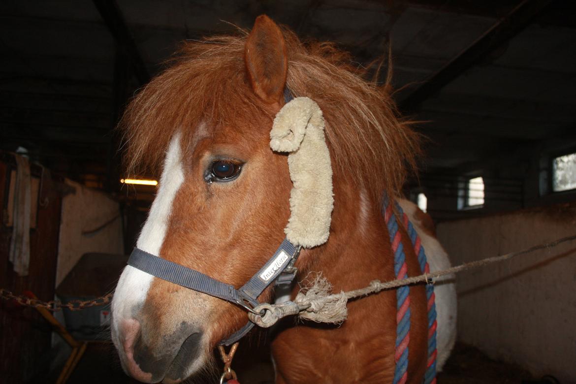 Shetlænder | Pippi - Min smukkeste pony, som igen har ødelagt sit lam..  billede 5