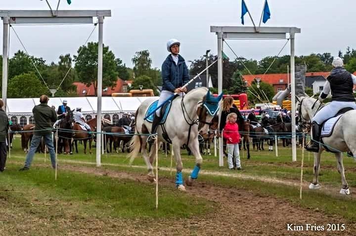 Anden særlig race Tantoos Comander (Kato) billede 13