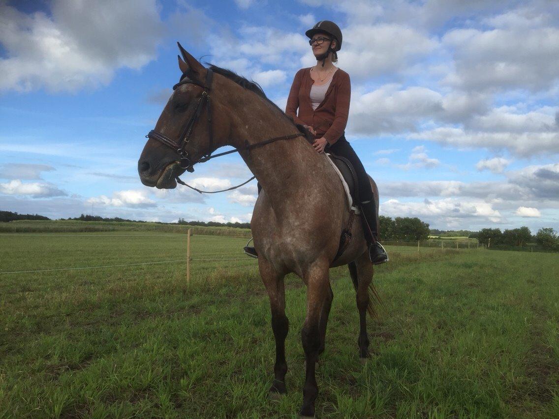 Knabstrupper Altena Vejlø billede 10