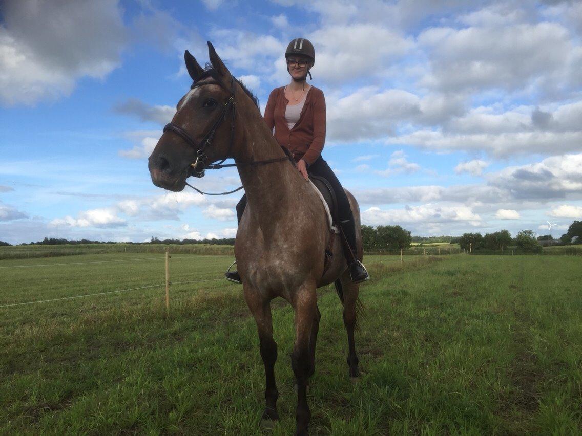 Knabstrupper Altena Vejlø billede 9