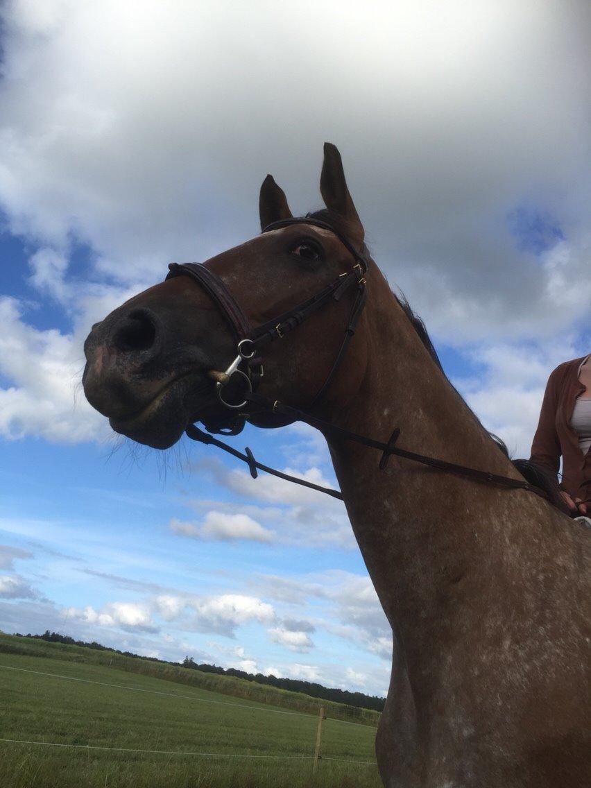 Knabstrupper Altena Vejlø billede 11