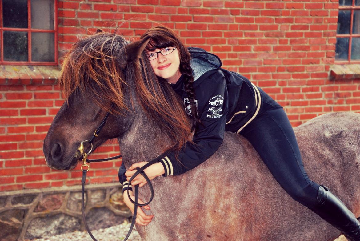 Islænder LITFARI BLÅBJERG billede 4