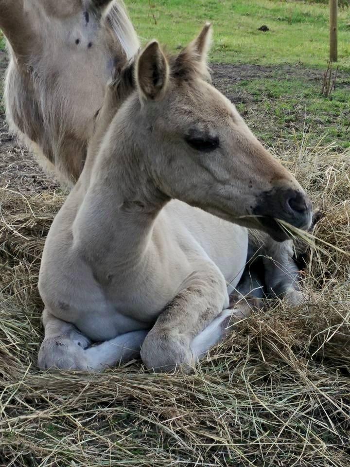 Anden særlig race Sukinox Her kommer jeg *Kalle* billede 13