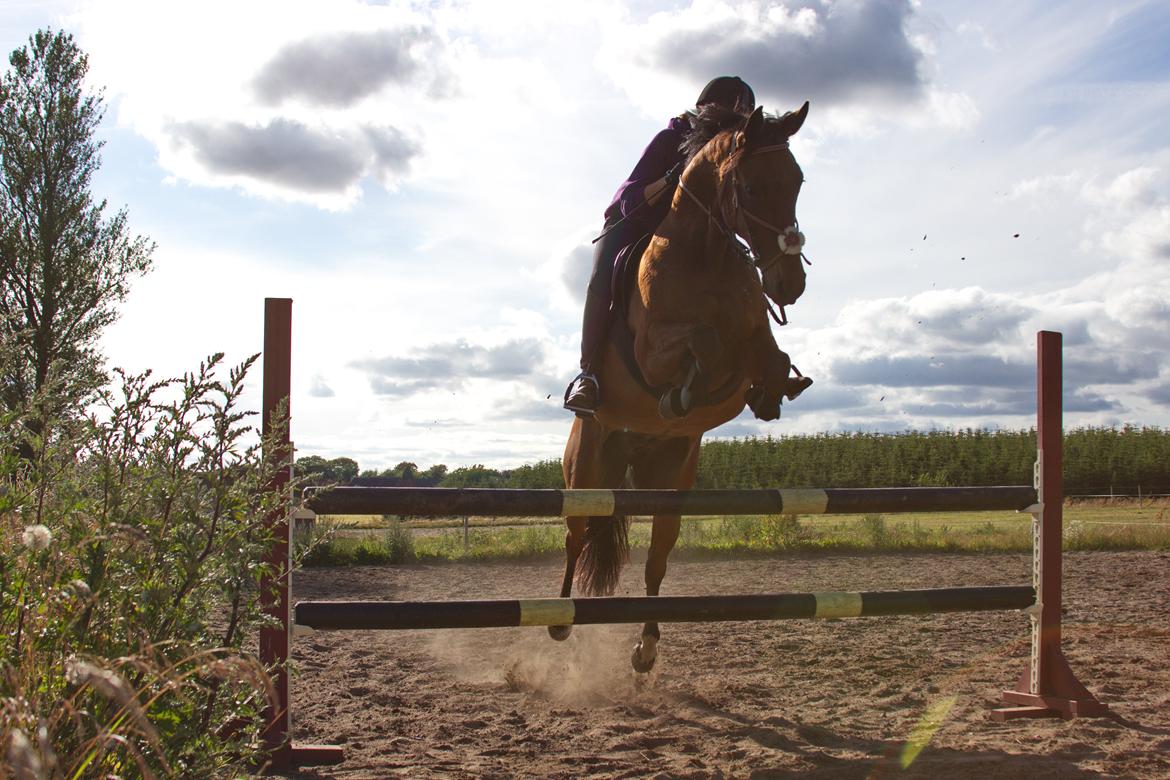 Traver Leve livet - Over 95 cm d. 20/7-15. billede 18