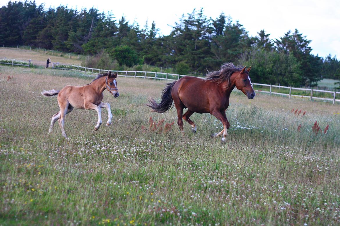 New Forest Calandias velocity billede 3