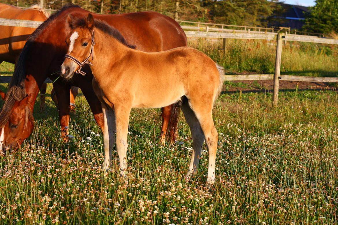 New Forest Calandias velocity billede 30