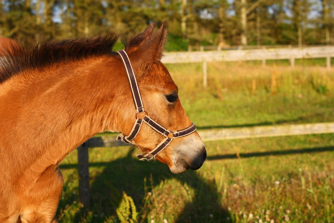 New Forest Calandias velocity billede 31