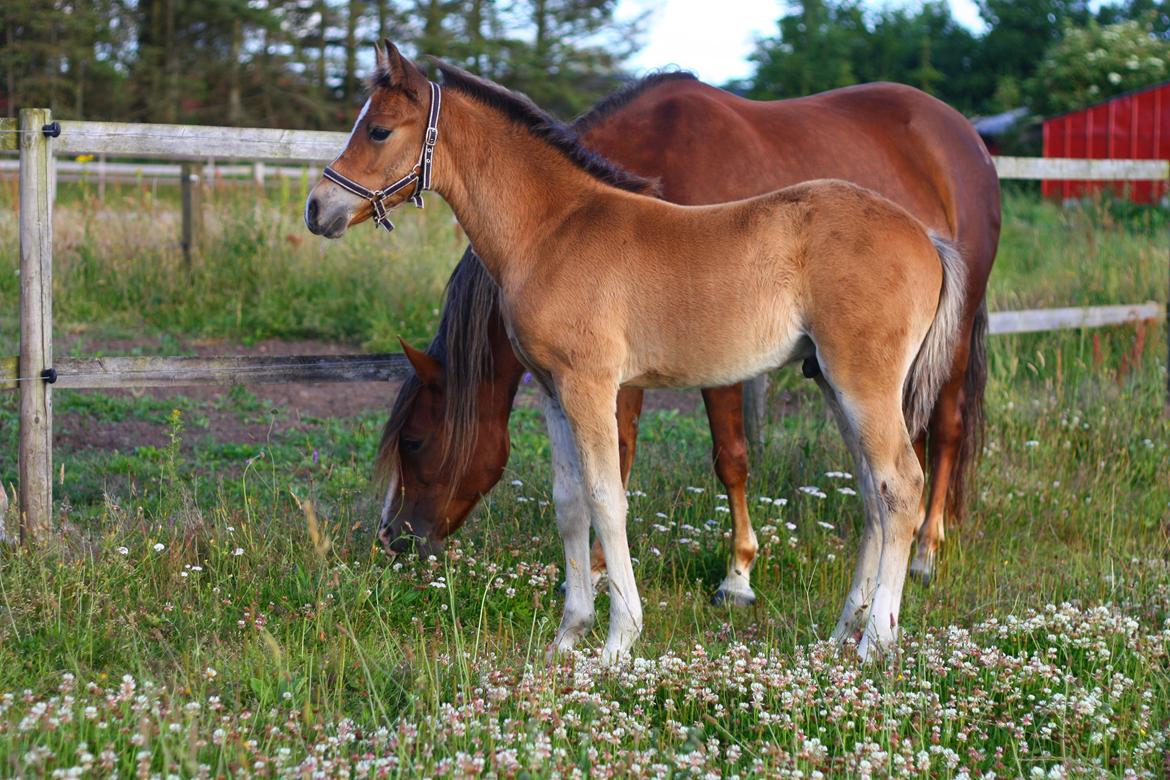 New Forest Calandias velocity billede 13