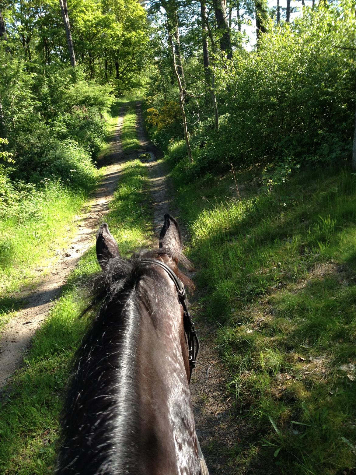 Dansk Varmblod Gørklintgårds flava billede 4