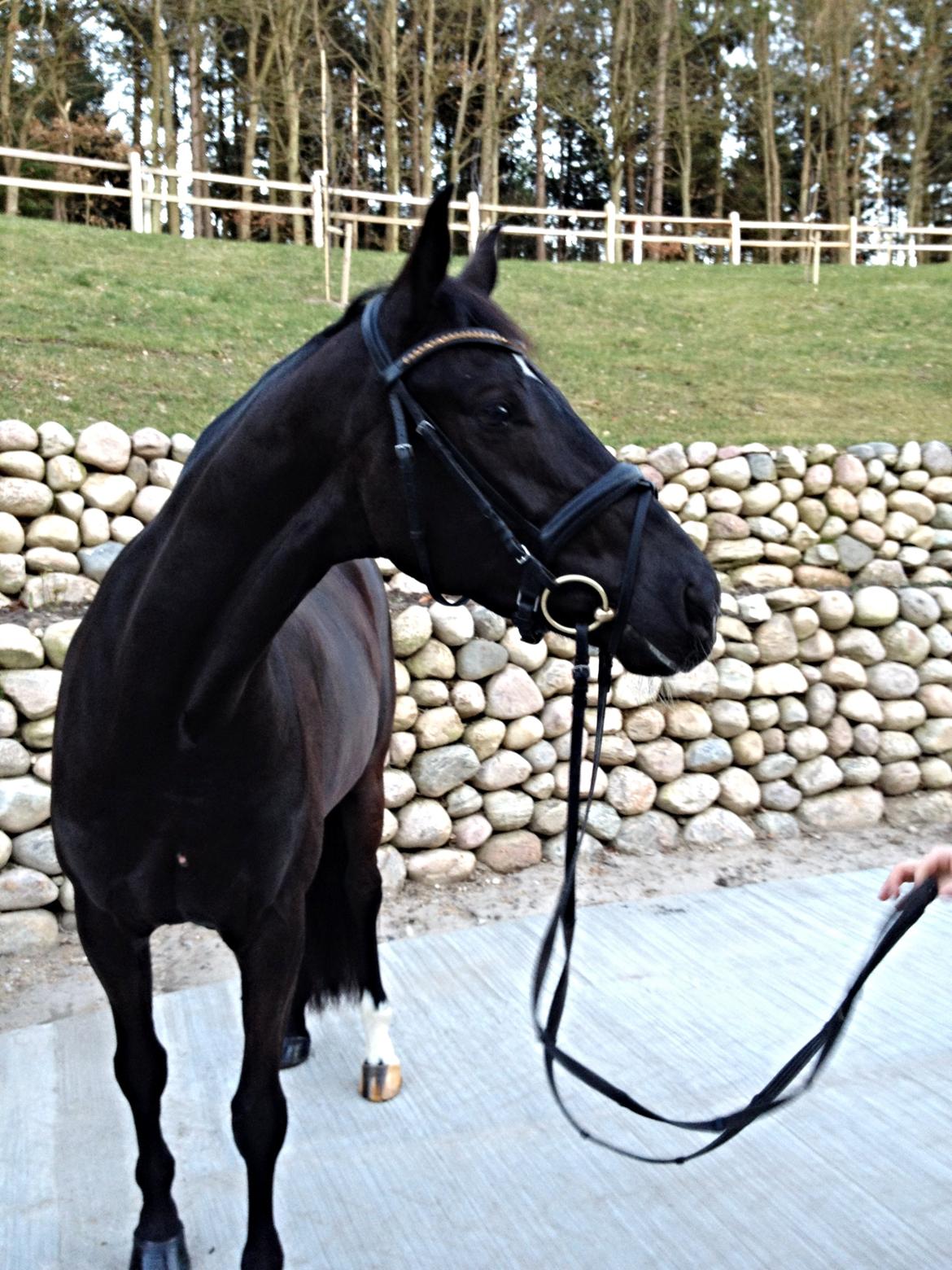 Dansk Varmblod Gørklintgårds flava billede 1