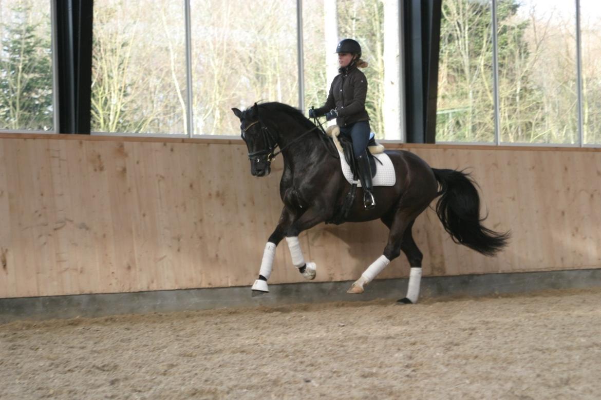 Dansk Varmblod Gørklintgårds flava billede 7