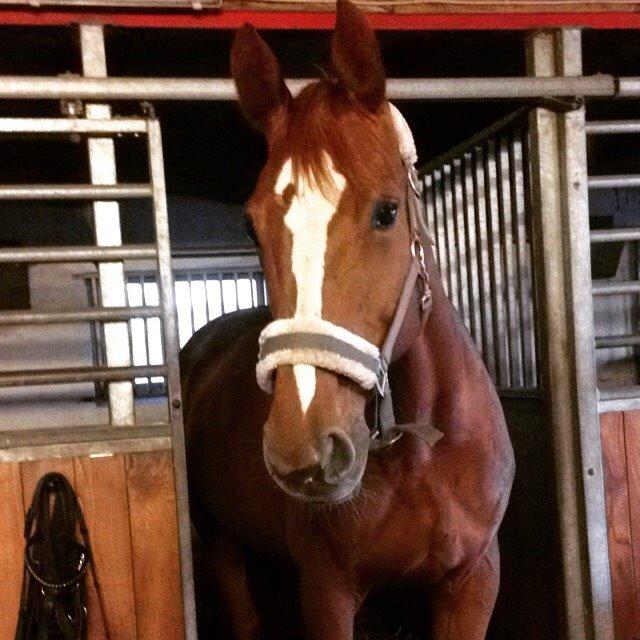 Dansk Varmblod Kiwi Bramdal billede 13