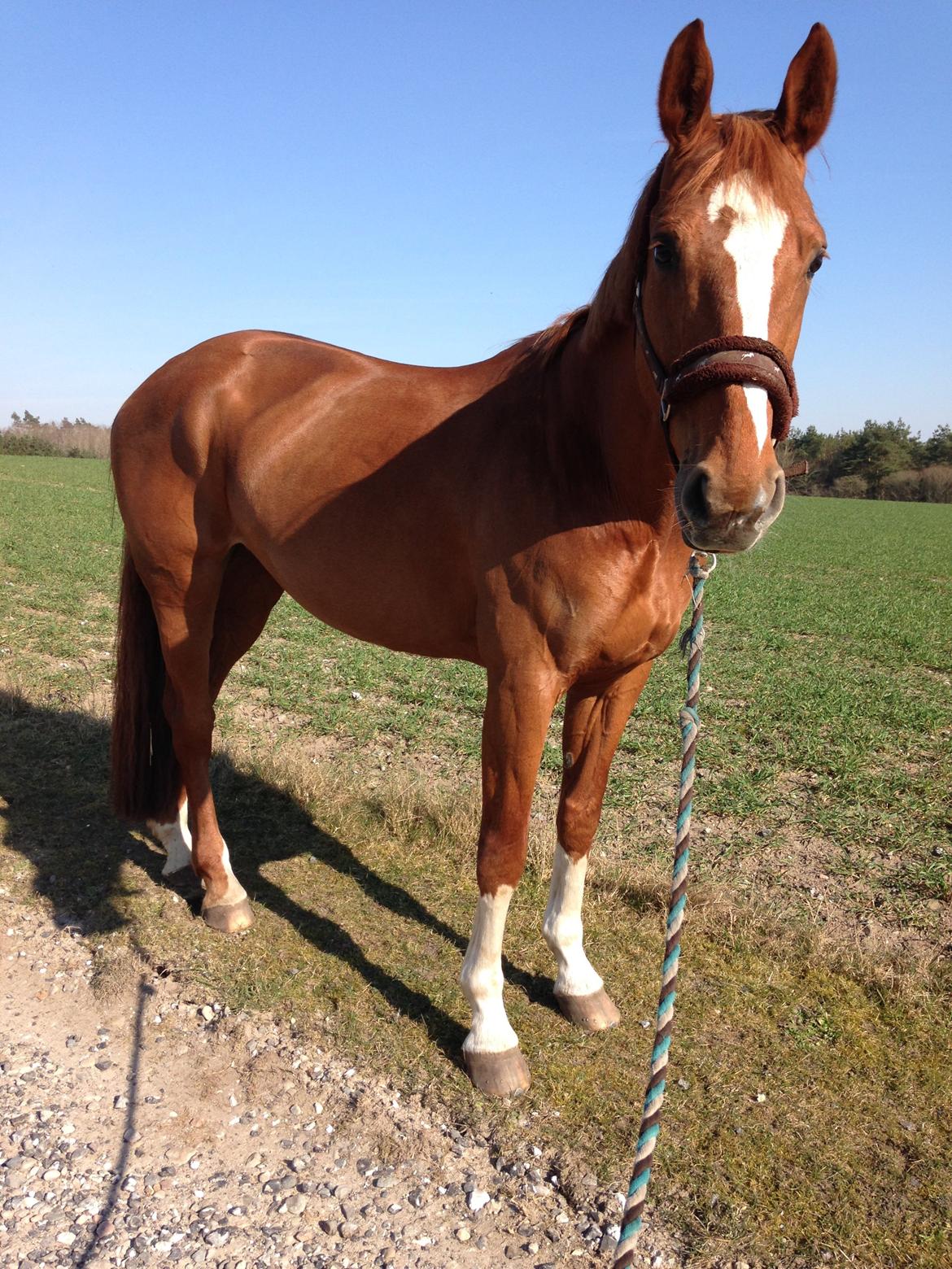 Dansk Varmblod Kiwi Bramdal billede 3