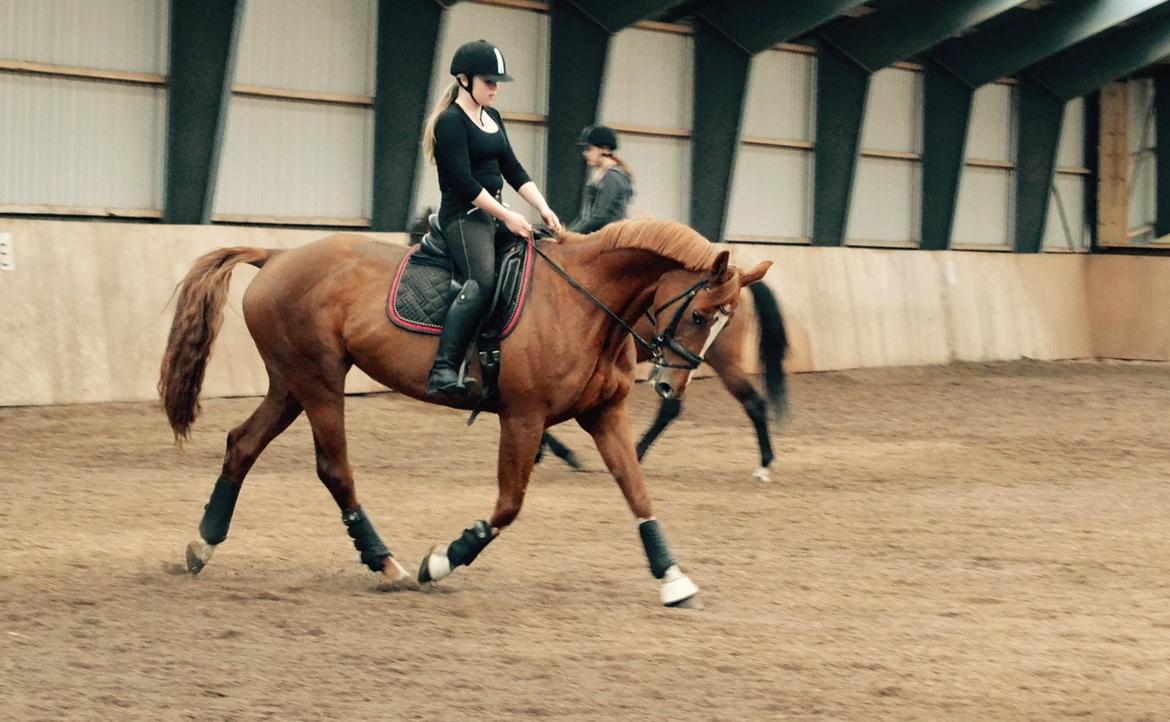 Dansk Varmblod Kiwi Bramdal billede 8