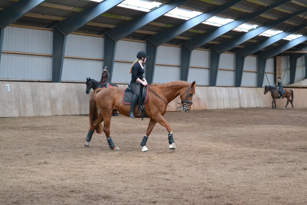Dansk Varmblod Kiwi Bramdal billede 5