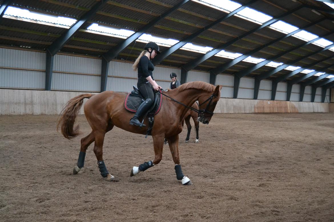 Dansk Varmblod Kiwi Bramdal billede 10